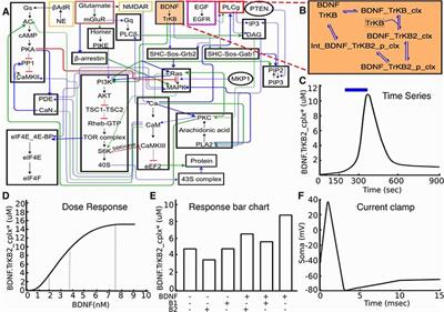 FindSim: A Framework for Integrating Neuronal Data and Signaling Models